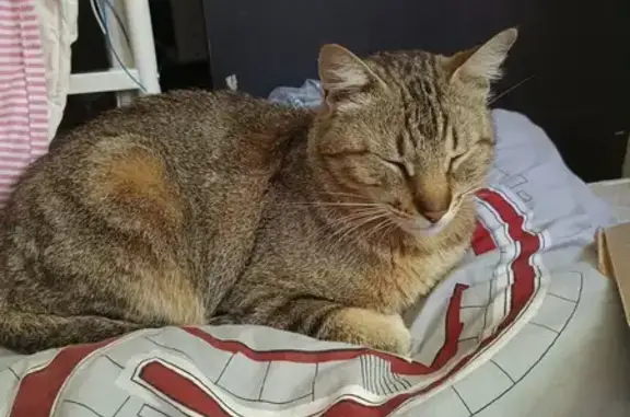 Animaux trouvés Igny, photo: Chat tigré trouvé à Igny