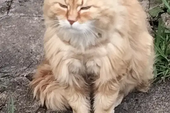 Chat roux perdu à Combres - photo
