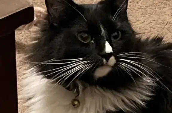 Lost Tuxedo Cat Aether - White Boots & Paw!