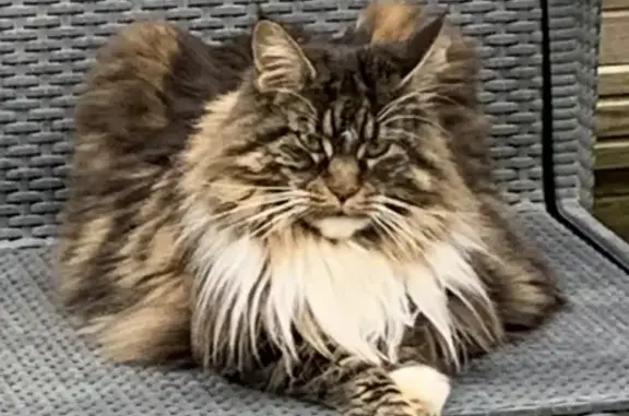 Animaux perdus Royan, photo: Chat Maine Coon perdu à Royan