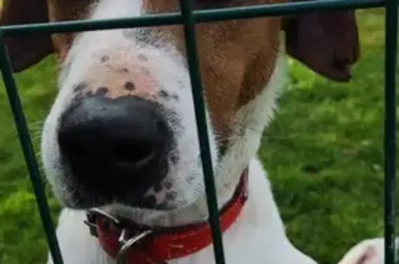 Chiot perdu repéré au Sap D49 - photo