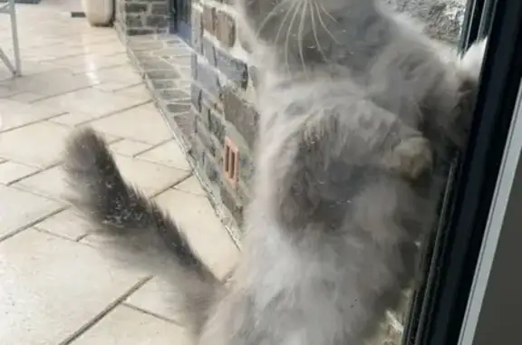Chat gris maigre trouvé à Isigny - photo