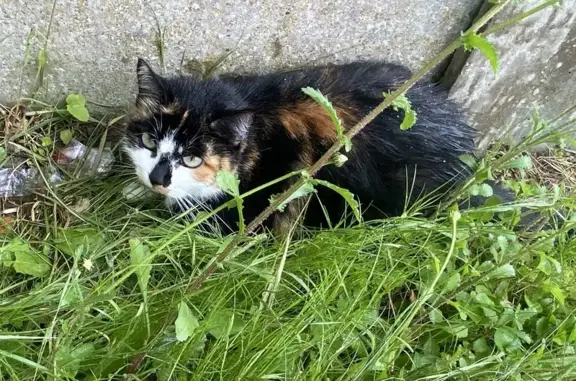 Chat peureux trouvé à Châteauneuf - photo