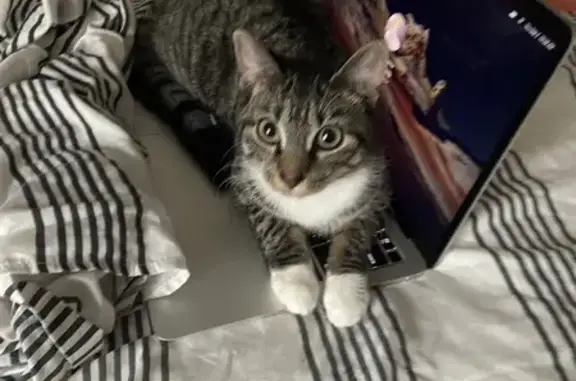 Lost Grey-Brown Cat with Tilted Head - Norwood