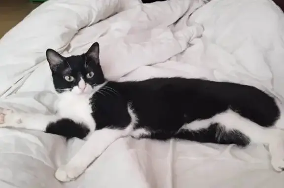 Animaux perdus Strasbourg, photo: Chatte blanche et noire perdue