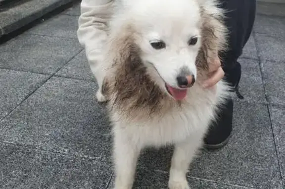 Chien trouvé Lutzelhouse, photo: Spitz blanc perdu à Lutzelhouse