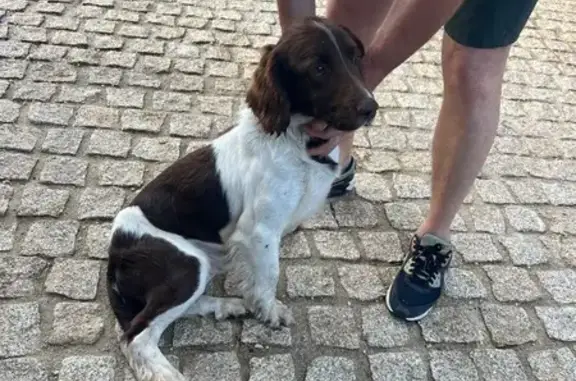 Chien croisé épagneul trouvé à Cauro - photo