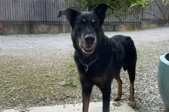 Chien beauceron trouvé à Burlats - photo