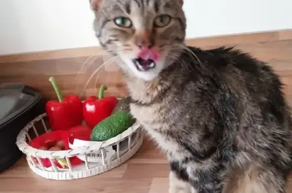 Chaton marron affectueux trouvé - photo