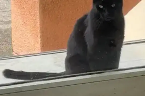 Animaux trouvés Antibes, photo: Chat noir perdu à Antibes