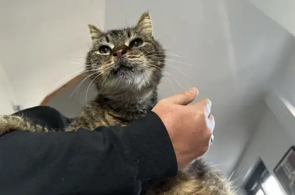 Chat errant tatoué BGP trouvé - photo