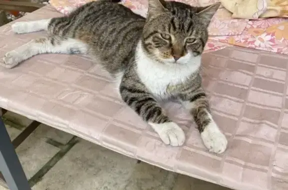 Chat tigré perdu à Herserange - photo