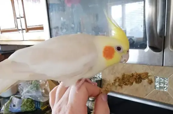 Lost White Cockatiel - Sings Baby Shark!