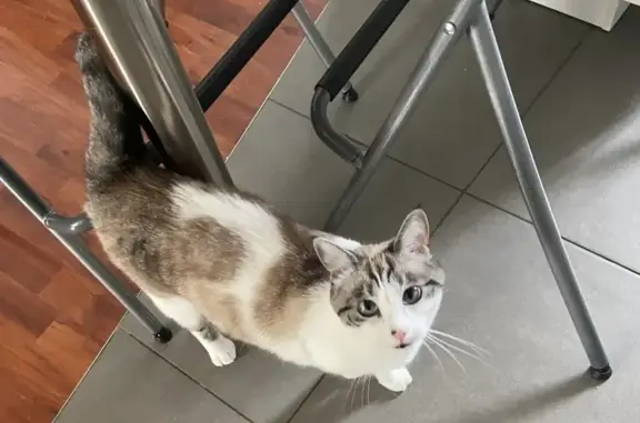 Chat perdu, Courbevoie, photo: Chatte blanche tigrée perdue à Courbevoie