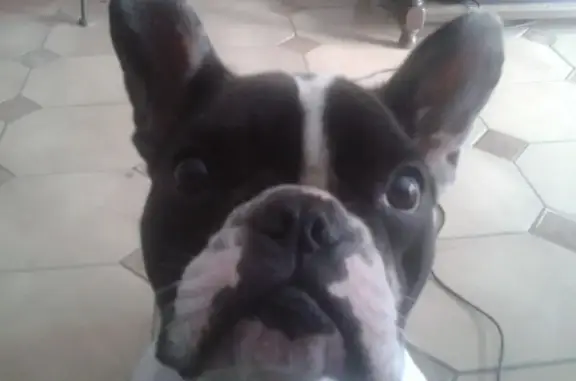 Animaux perdus Bar-le-Duc, photo: Bouledogue blanc/noir perdu à Bar-le-Duc