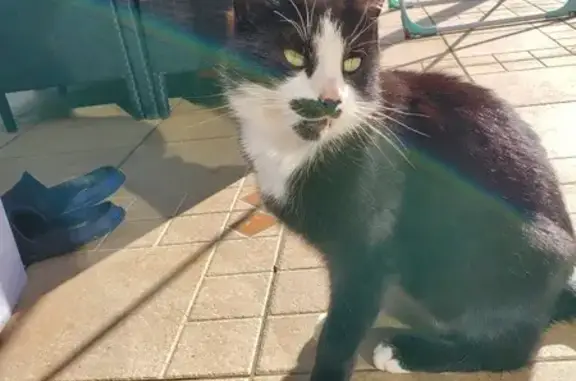 Chat trouvé Sarreguemines, photo: Chat câlin trouvé à Sarreguemines