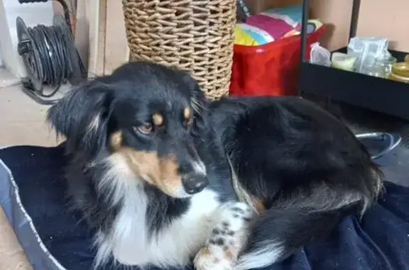 Chienne croisée égarée à Morancé - photo