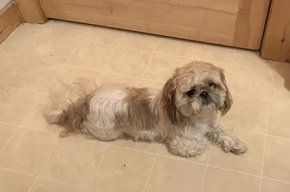 Found Shih Tzu at Eagle & 5th, Westfield!