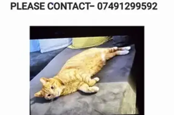 Lost Ginger Cat: Friendly & Chipped - London