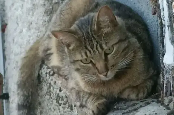 Chat affectueux disparu à Thiers - photo