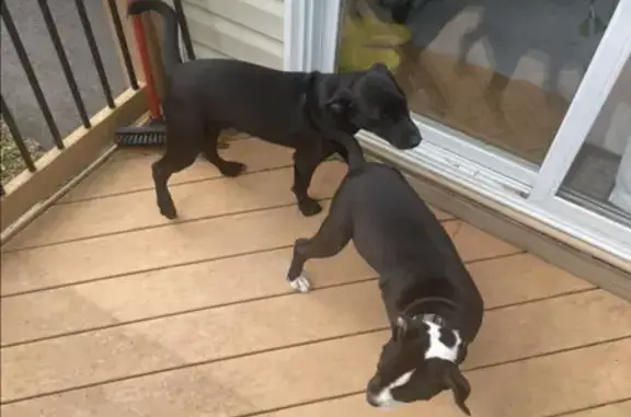 Two puppies, looks like a lab and pit mix. One with a collar the other without. Healthy and friendly.