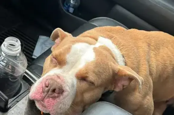 Found Sweet Pup: Tan & White, Cherry Eye - Indy!