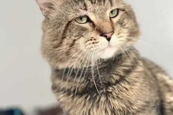 Lost Angora Cat in Malden - Help Find Michi!