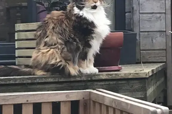 Animaux perdus Sotteville-lès-Rouen, photo: Chatte Maine Coon perdue, 14 ans