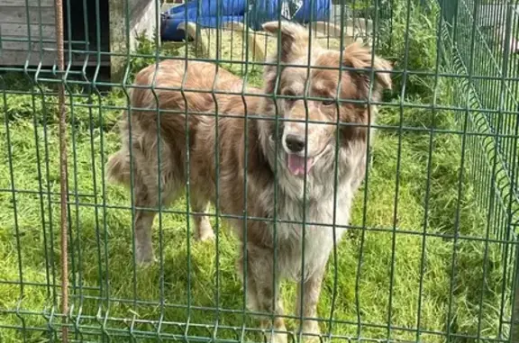 Chien trouvé , photo: Chien mâle perdu à Irreville