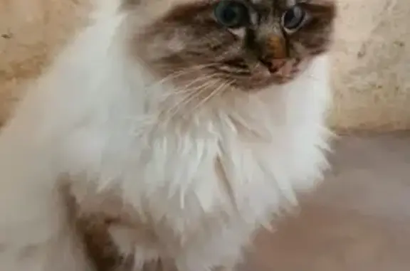 Chat Sacré de Birmanie perdu - photo