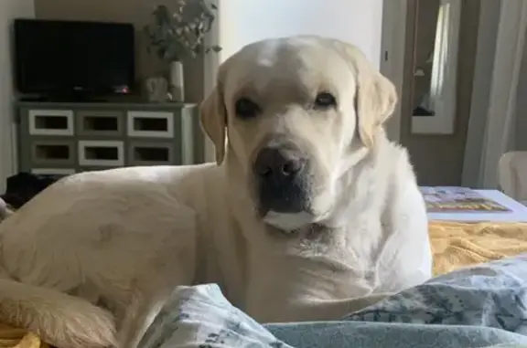 Chien perdu Sours, photo : Labrador blanc perdu à Sours