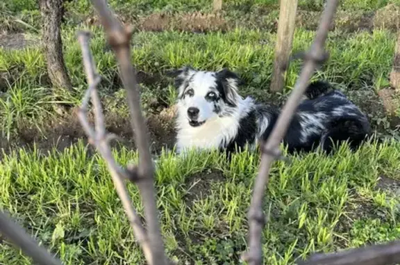Chien perdu Saint-Sulpice-de-Faleyrens, photo : Alerte: Disparition Chien Leïa