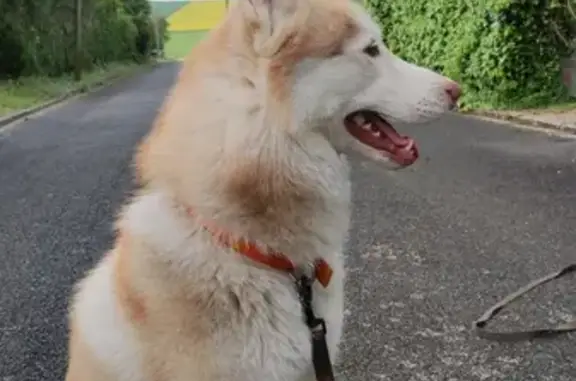 Chien perdu , photo : Husky roux/blanc perdu - Plessis