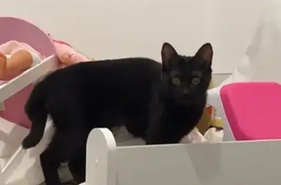 Chat perdu à Cozes retrouvé! - photo