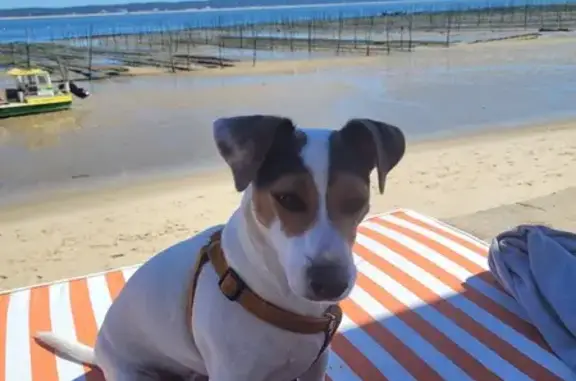 Chien perdu Parempuyre, photo : Chienne Jack Russell Perdue
