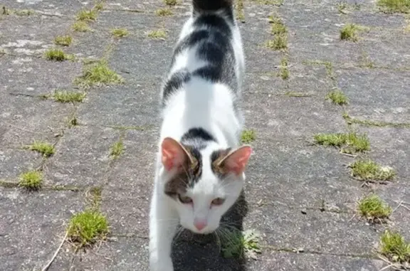 Chatte blanche/noire trouvée à Hénon - photo