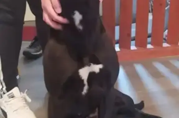 Chiot croisé trouvé à Saint-Gervais - photo
