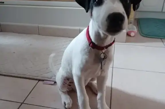 Animaux perdus , photo: Parson Russel Terrier perdu