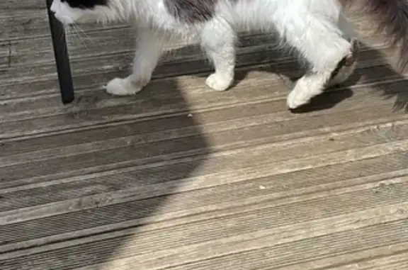 Chat Maine Coon maigre trouvé - photo
