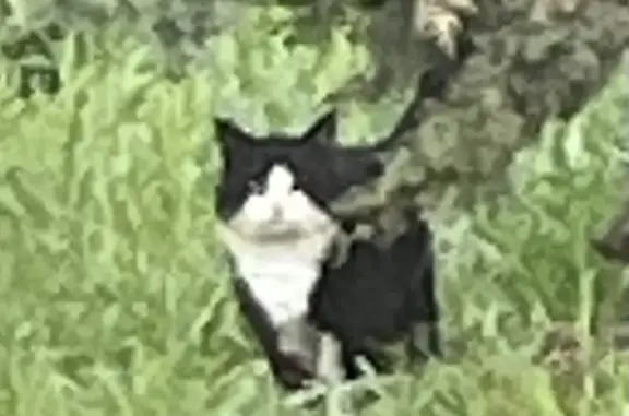 Chat errant près d'Astaffort - photo