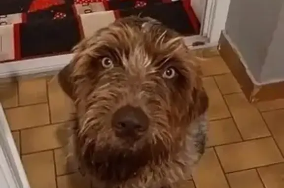 Chien griffon trouvé à Thouars - photo