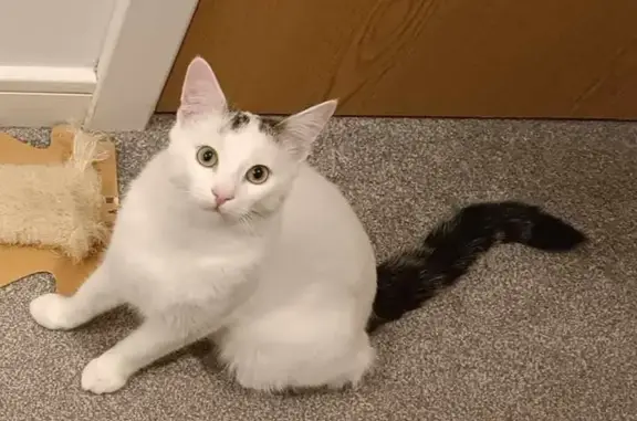 Help Find Bandziorek - Lost White Cat!