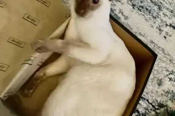 Animaux perdus Chessy, photo: Chat Siamois perdu à Chessy
