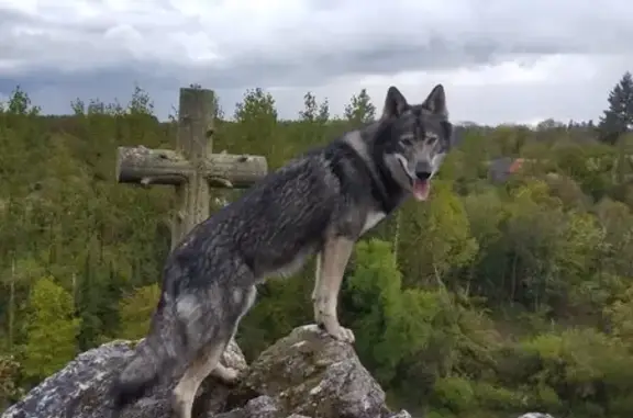Chien perdu Pont-Scorff, photo : Chien disparu près du bar