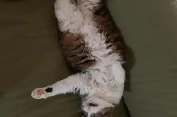 Chat perdu, Meyzieu, photo: Chatte tigrée Simone perdue