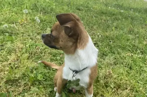 Chihuahua égaré près de Cherisy - photo