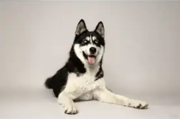 Chien perdu Reventin-Vaugris, photo : Chien Husky/Samoyède Perdu