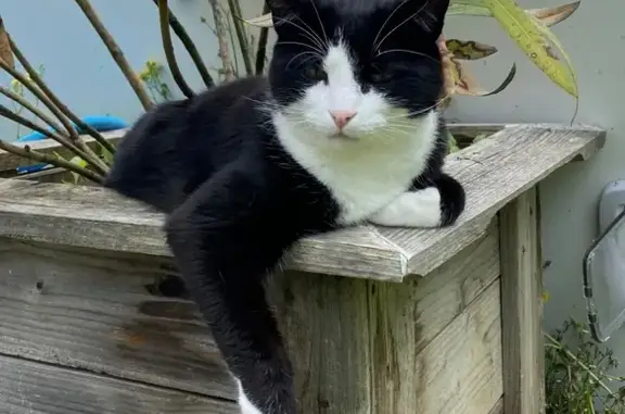 Chat perdu, Breuillet, photo: Chat noir et blanc Jack perdu