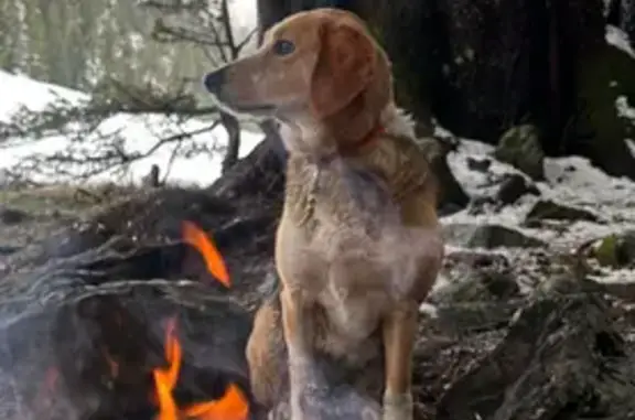 Chien croisé beagle suivi à Riouperrou - photo