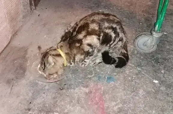 Chat perdu: collier jaune, doux - photo